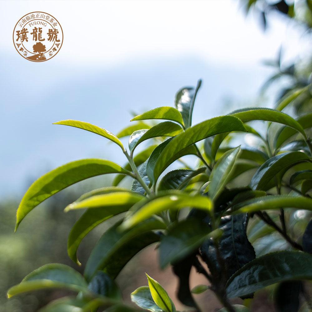 Pu Long Hao璞龙号-125g Ripe Pu‘er Tea - Lapsangstore