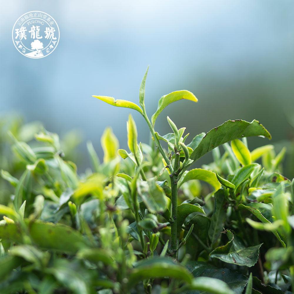 Pu Long Hao璞龙号-125g Ripe Pu‘er Tea - Lapsangstore