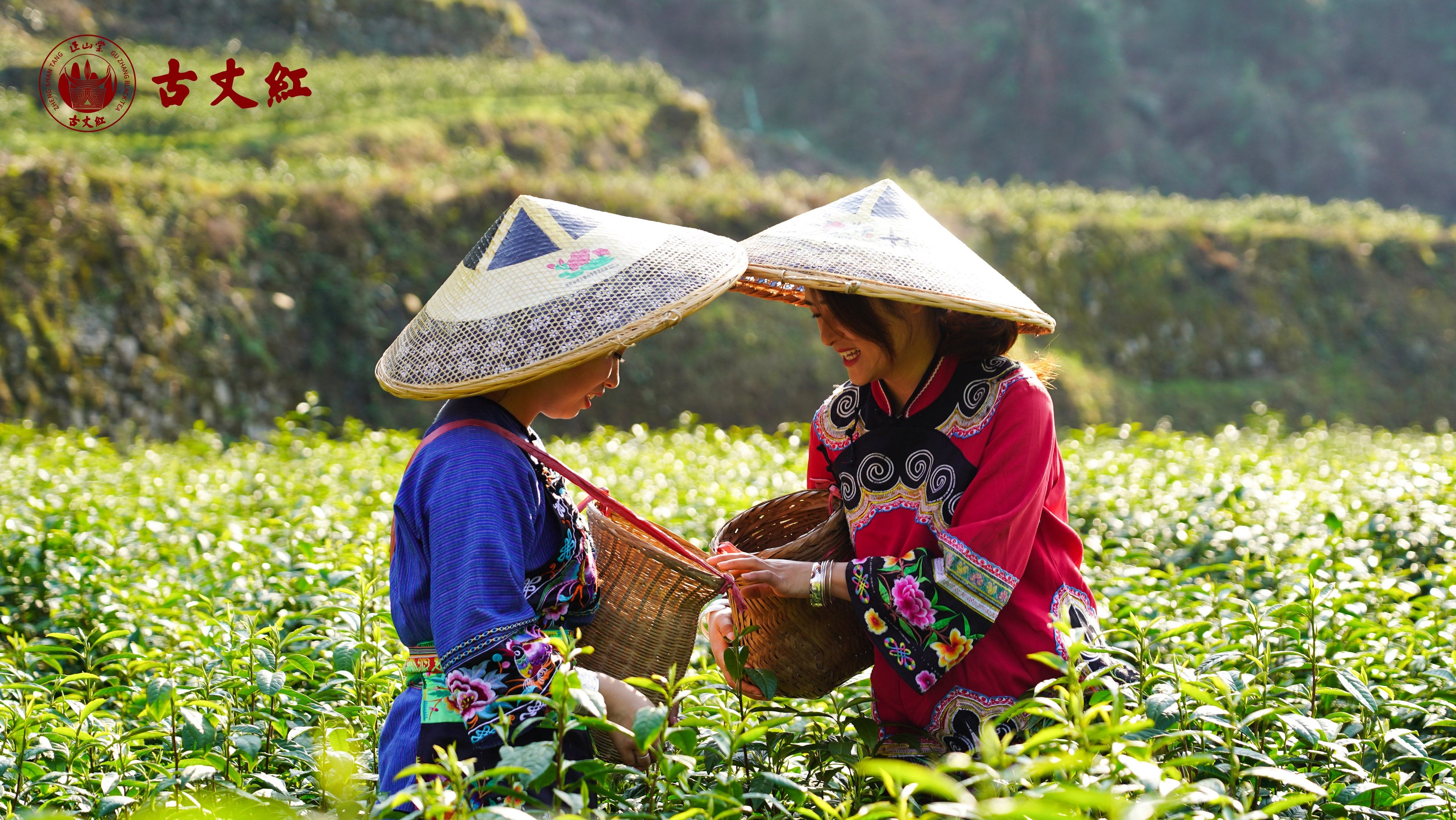 Guzhang JunMei Black Tea 100g Tin[JM15]
