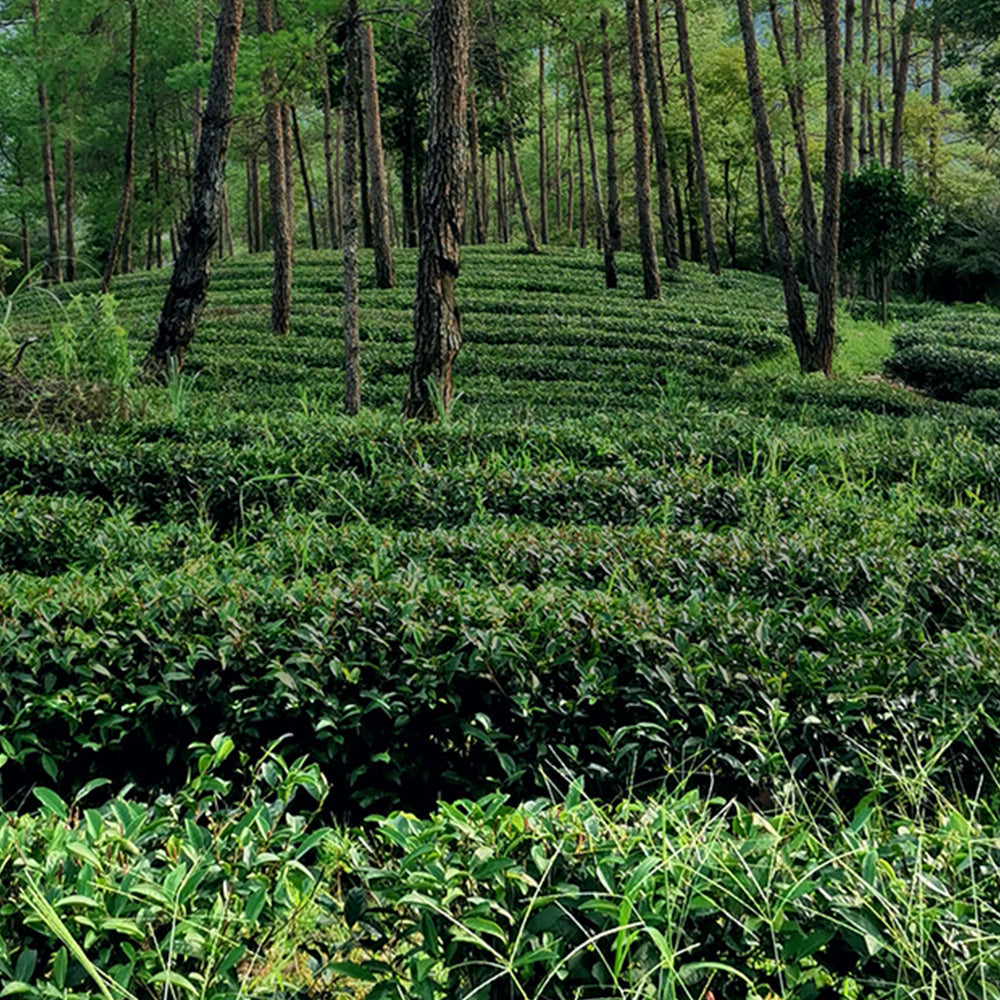 Organic Wuyi Rock Tea - Flower Thousand Trees Da Hong Pao